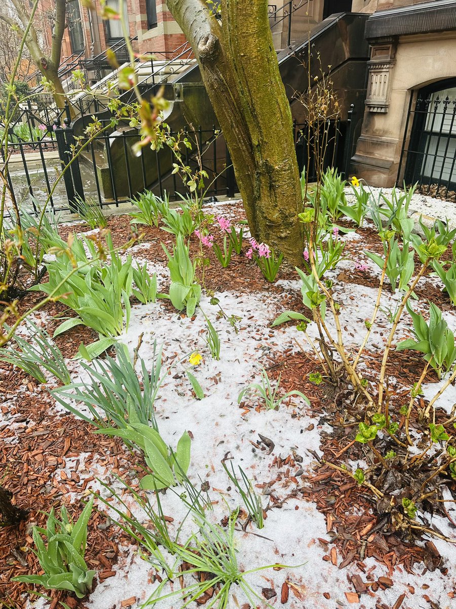 MartinaCurtin's tweet photo. Day 95 #100Daysofwalking 
Spring is delayed in Boston!
#Noreaster 
#SpringStorms
#GustyWinds
#SnowInSpring
#MentalHealthAwareness 
@mnamheiricea @NewstalkFM @NTBreakfast https://t.co/HJRqNjU0qu