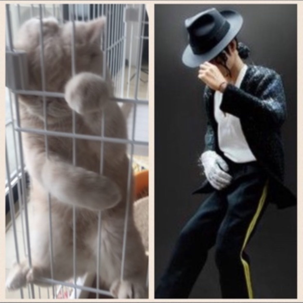 FATHBULUT2's tweet image. My cat&apos;s meows are like a secret language only we understand – communication without words. #CatMeows #SecretLanguage