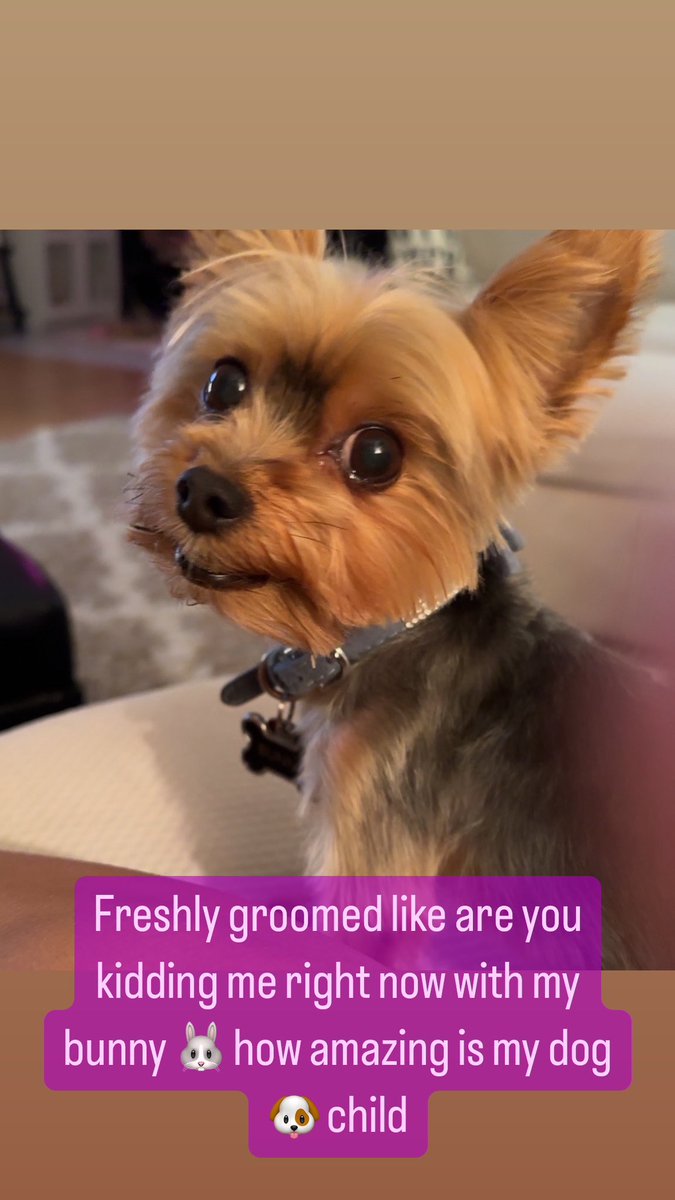 Freshly groomed like are you kidding me right now with my bunny 🐰 how amazing is my dog 🐶 child talk To me all night ONLYFANS.COM/TAYSTEVENS