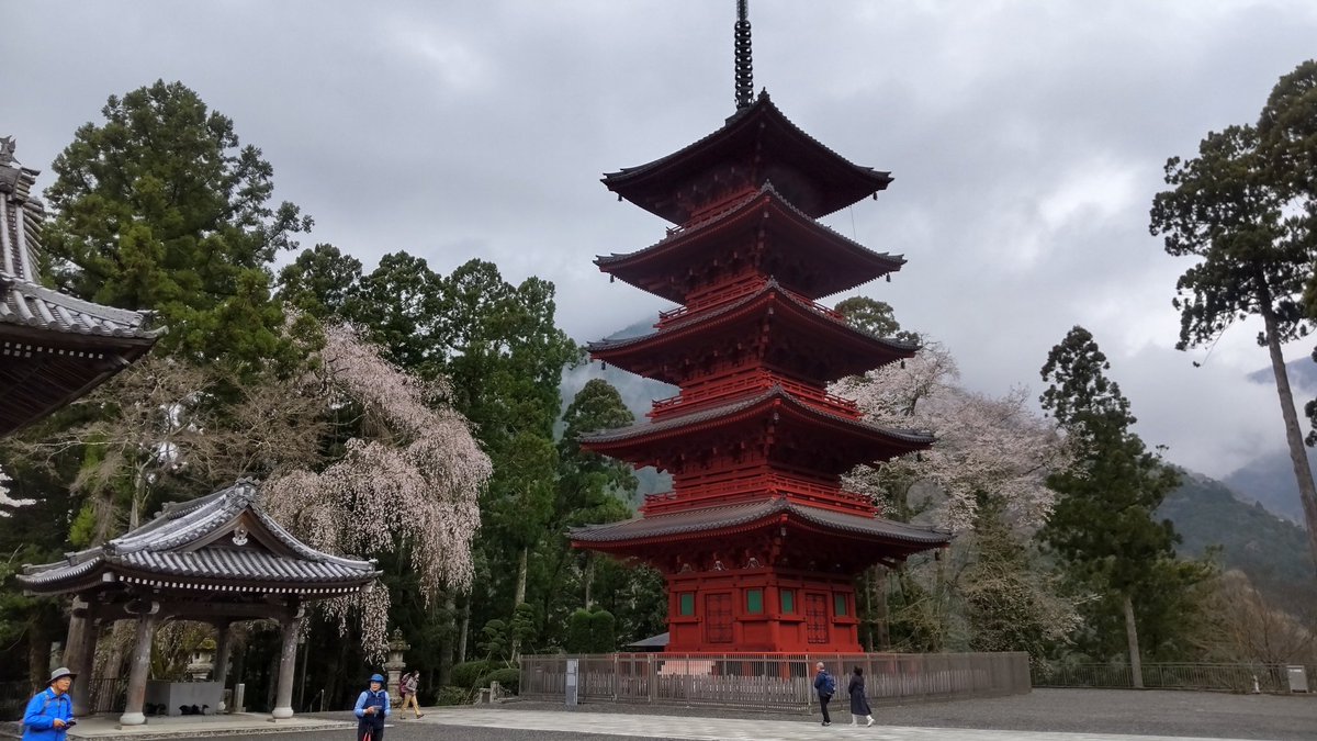 こんにちは！
本日の身延山久遠寺の桜です！！
まだまだ見頃継続中！
是非身延山へお越し下さいませ！
#身延山
#身延山の桜
#ゆるキャン
#山梨観光
#山梨
#身延山ロープウェイ