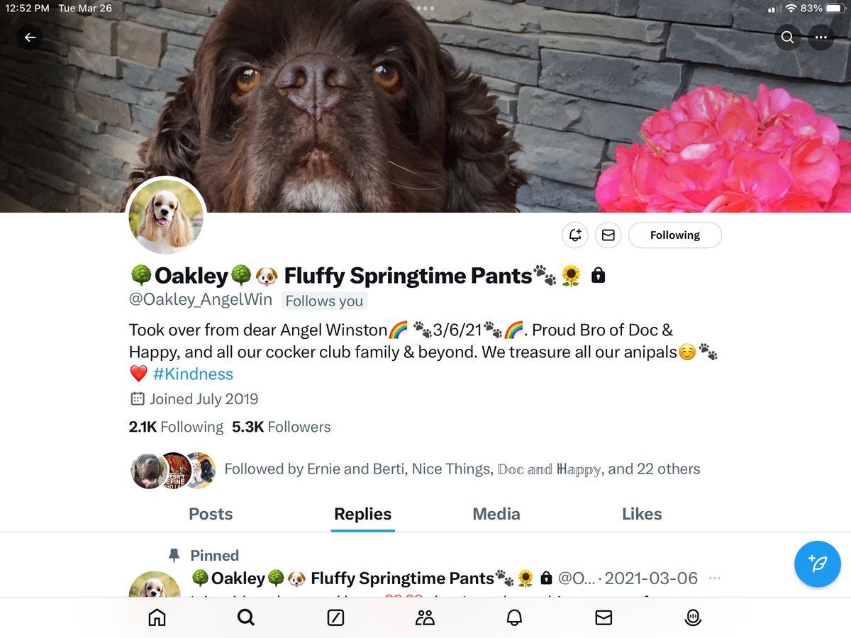 Hi Frens! As you can see I am starting over and not finding many of my pals. Hoping if you followed my old account below that has locked me out (and X won’t help me get it back), that we can be frens again☺️🐾❤️ #DogsofX #Dogs #DogsofTwitter