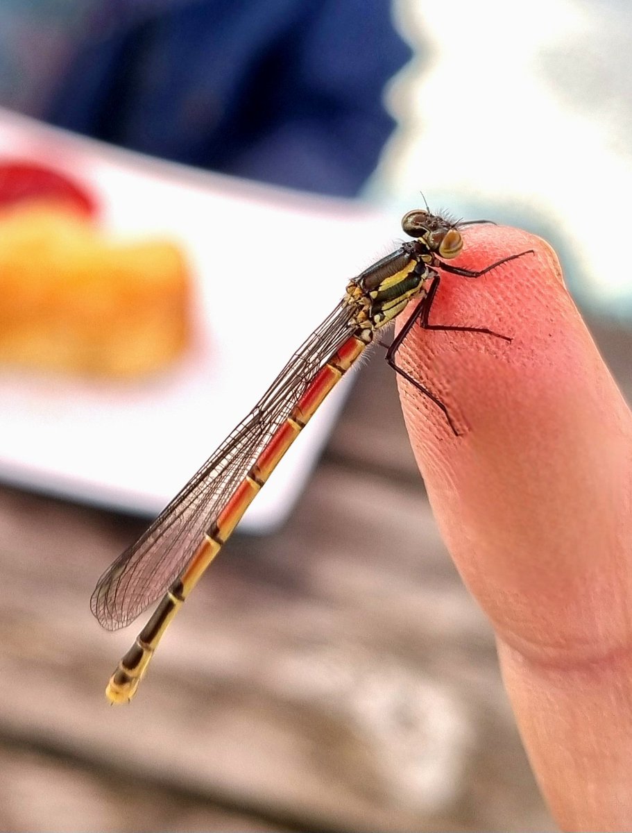 Up close and personal. 

#LargeRedDamselFly
#insect #Damselfly

I always was a way with the fairies. 
This Large Red Damsel Fly was very happy to pose for a photo.
I've never seen one so tame before!?