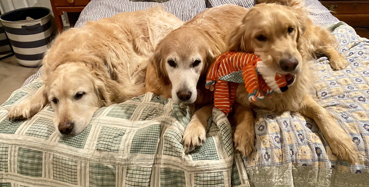 “Sophie, WHY does he ALWAYS have a toy and want to play? Doesn’t Jack know it’s bedtime?!?” “Sigh. I don’t know Pete. But he’s gonna get all of us kicked off the bed. You just watch.” #dogsoftwitter #BrooksHaven #grc #dogcelebration #GoldenRetrievers #bedtime #puppy #playtime