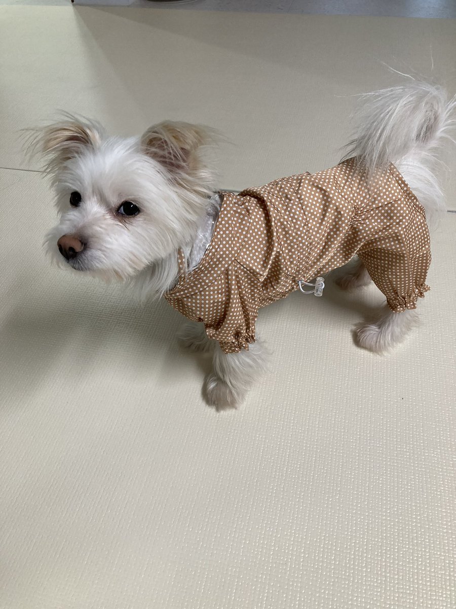 2024pepe's tweet photo. 우비개 https://t.co/V2huSXHqBG
