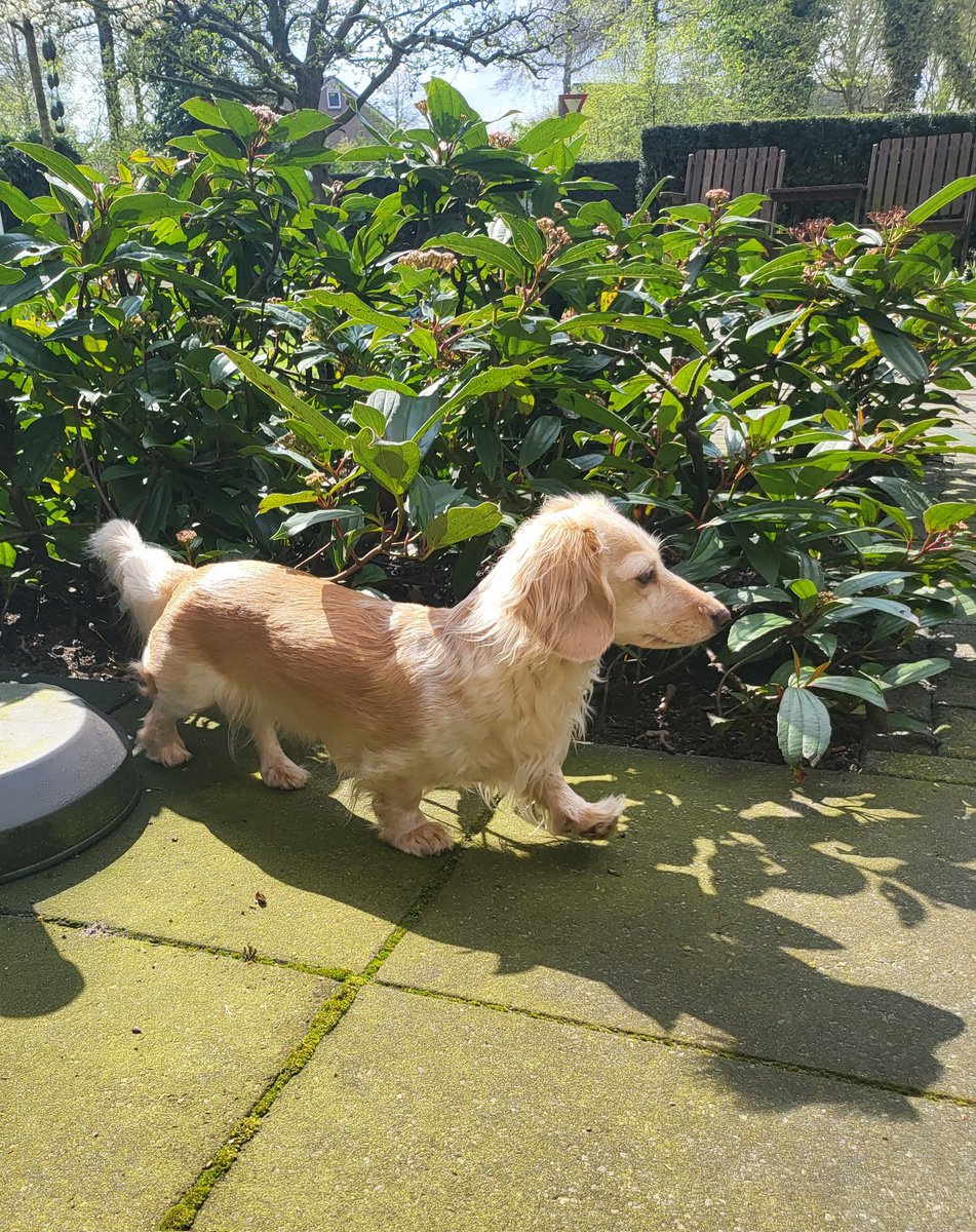 Patrolling the garden...😎🐾
#Bandita #Zelda #DogsofTwittter #Dachshund #Doxie #Teckel