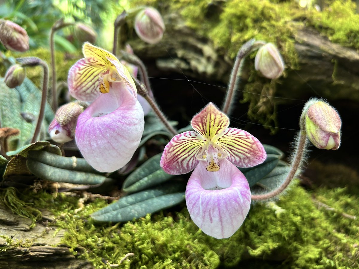 Paphiopedilum micranthum