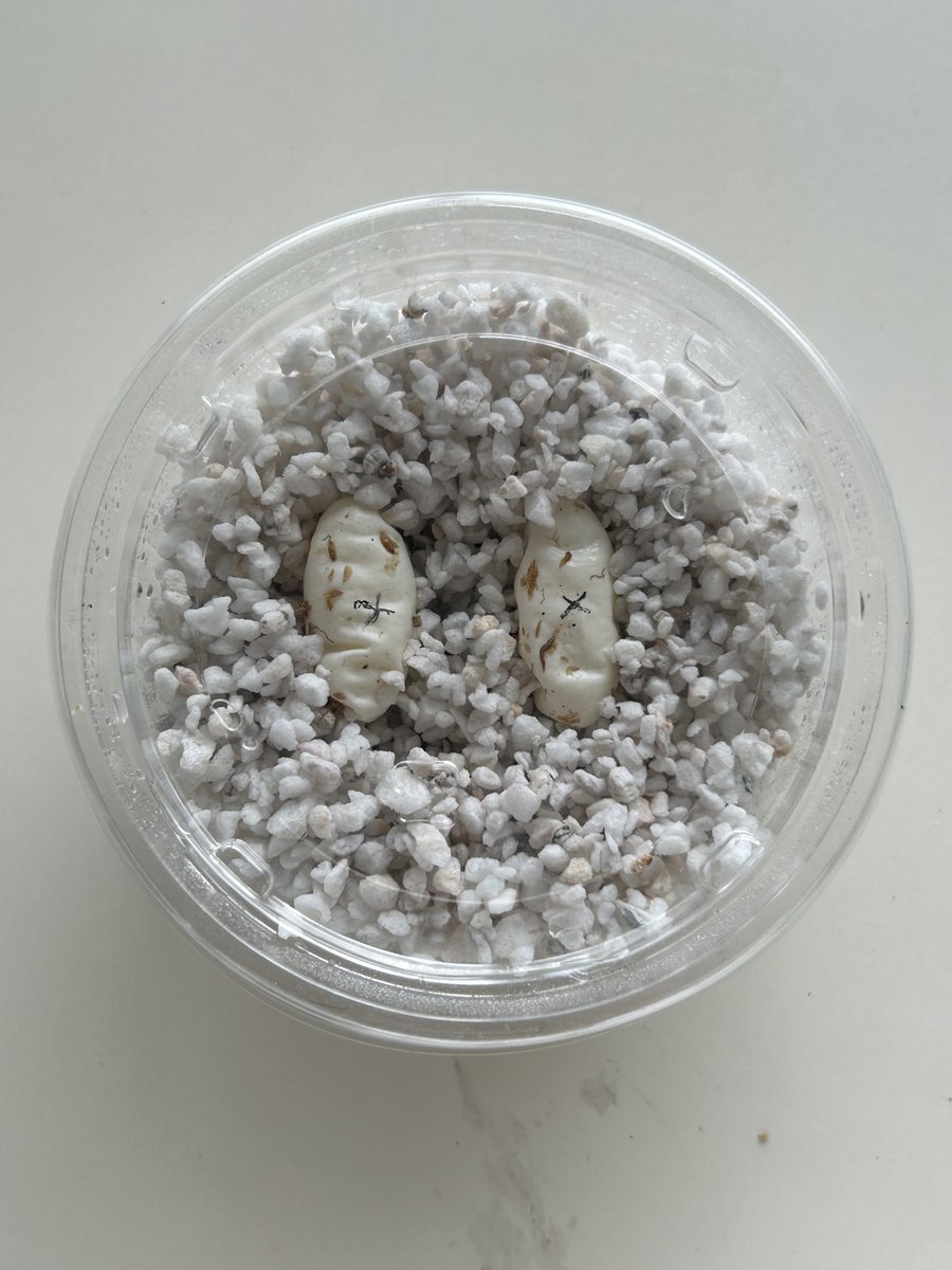 AsahiPython's tweet image. レオパの繁殖は何も分からんけど、卵回収できて嬉しい！！卵ってこんなブニブニなのか、クレスより柔らかめな印象。もしかしたら生まれてすぐ？
#レオパ　#ブラッドサッカー