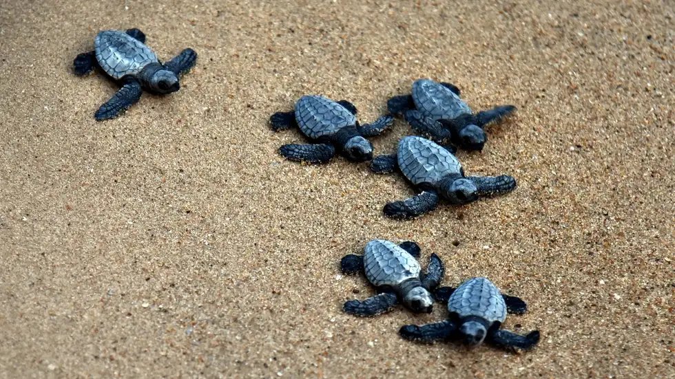 Fantastic that these #babyturtles are being safeguarded. 
#ForestDepartment #NGOs #volunteers #BesantNagar 

More Than 10,000 #OliveRidleyHatchlings Waddle into the Sea Along #ChennaiCoast
weather.com/en-IN/india/bi…