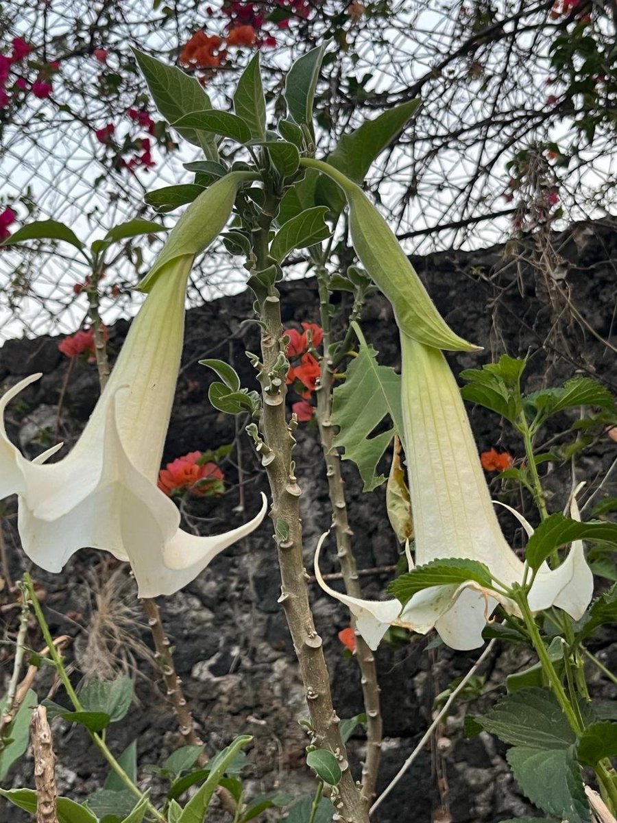 Captain Pleasure, Andrés Gómez Emilsson tweet media