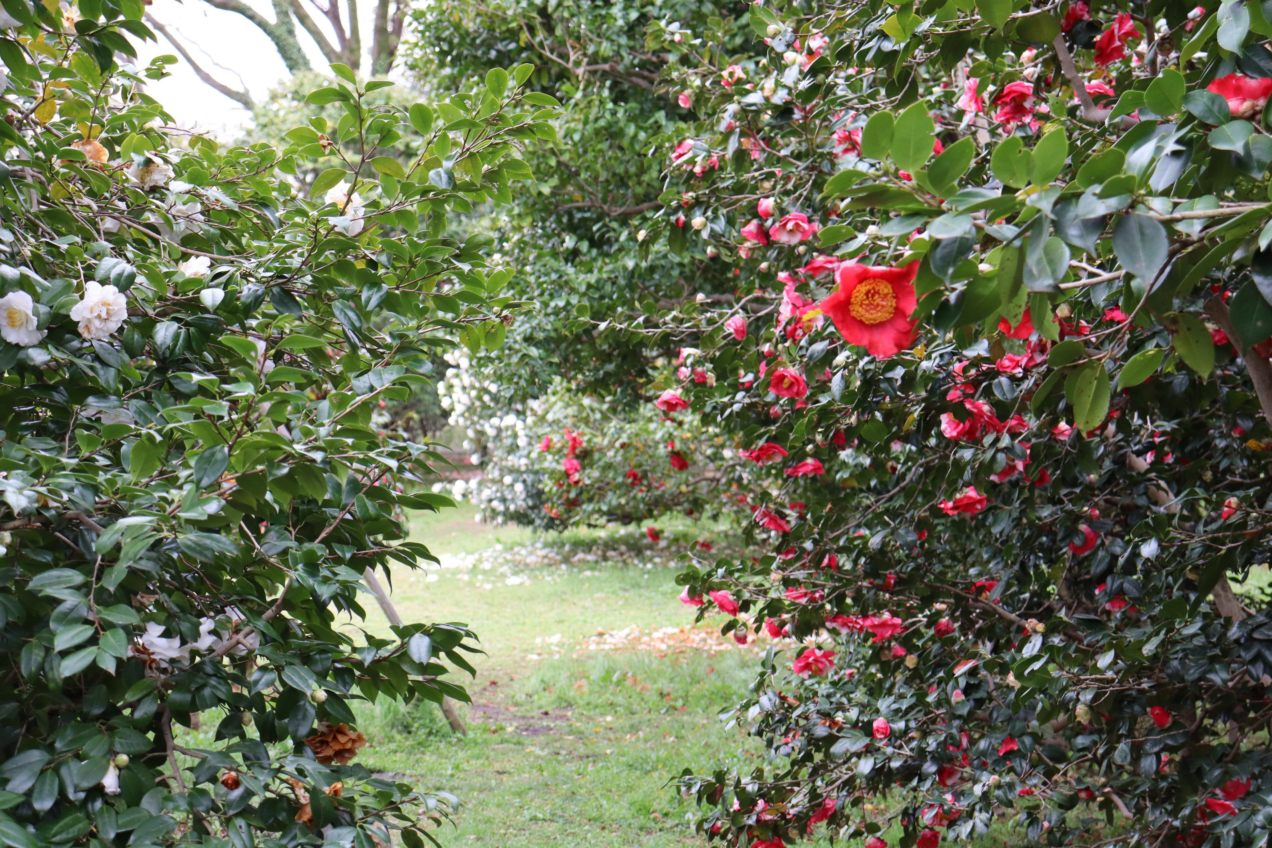 神代植物公園 【公式】 в X: „つばき・さざんか園は多品種の