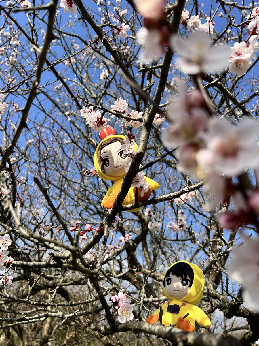 kitanomegumi1's tweet photo. 庭の梅が咲いてきました🐥👑 https://t.co/dLlhIDvy38