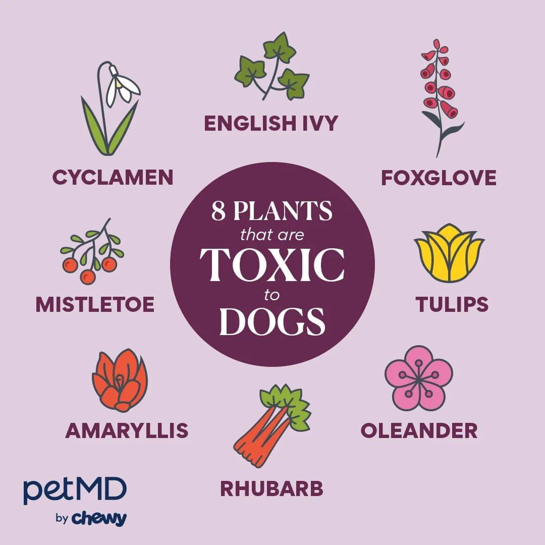 Bark_Beyond's tweet image. ☠️ I just had a friend in South Georgia lose 2 out of 3 of her dogs because they got into a sago palm and she didn’t know they were poisonous ☠️ 

Spring is in bloom, and so are certain plants that can be hazardous to your pets. Save &amp;amp; Share with a fellow pet parent. Credit: