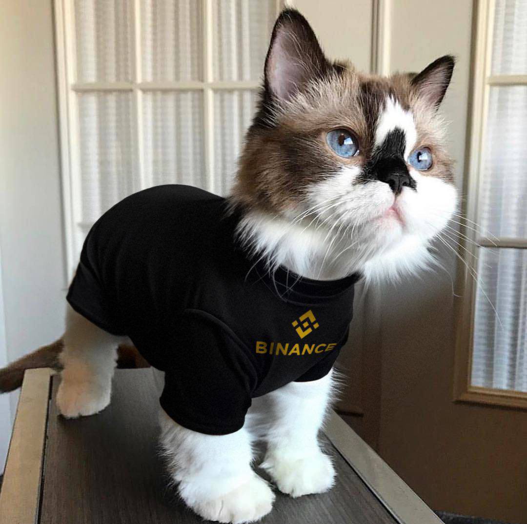 Albert Baby Cat $ALBERT tweet media