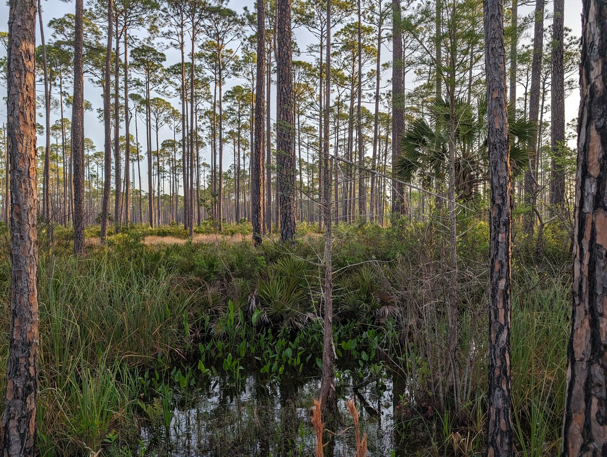 Such beauty in sawgrass filled flatwoods, SMNWR