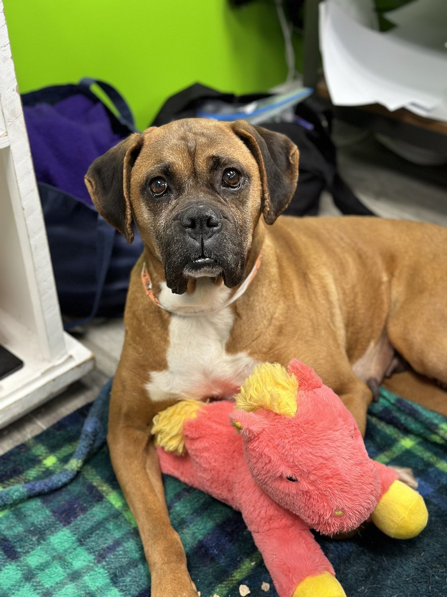 Clover came from a breeder down south that died. Her neighbor contacted us.There were 4 of them living in a metal kennel in the middle of a sheep farm in the middle of nowhere. You can’t make this up. They saw no one. They are scared. Everyday will get better. #boxerdogs #adoptme