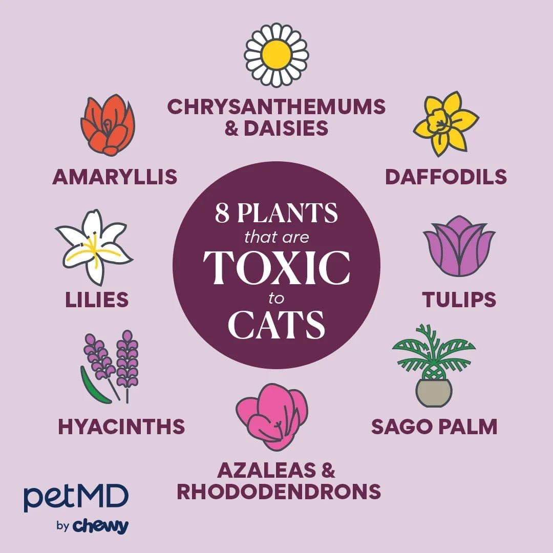 Bark_Beyond's tweet image. ☠️ I just had a friend in South Georgia lose 2 out of 3 of her dogs because they got into a sago palm and she didn’t know they were poisonous ☠️ 

Spring is in bloom, and so are certain plants that can be hazardous to your pets. Save &amp;amp; Share with a fellow pet parent. Credit: