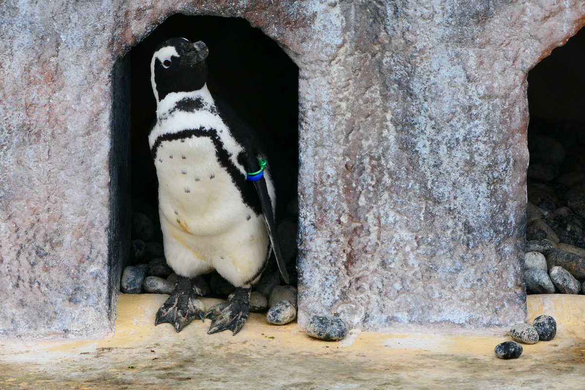 おはようございます。
今朝の動物たちの様子をお届けします。

#ケープペンギン 
#朝の上野動物園