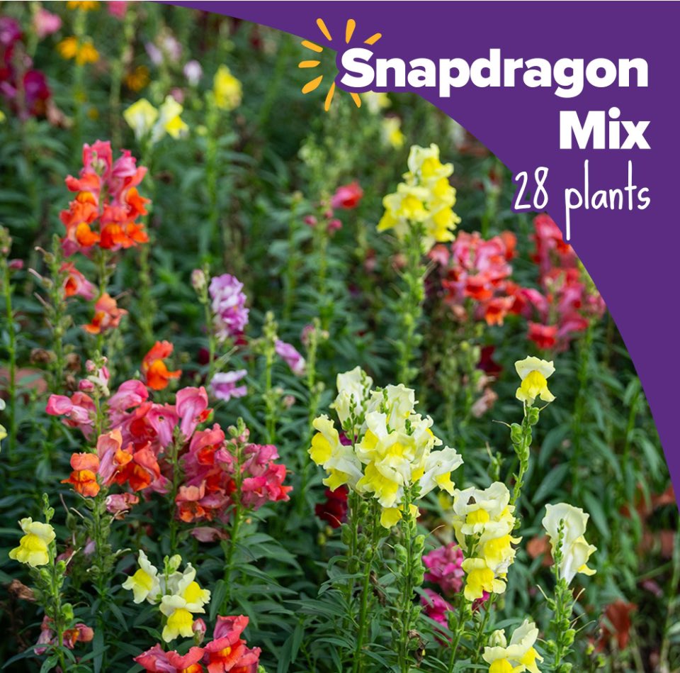 🌹🪻🌸🌺🌷🌻 SNAPDRAGON MIX! These easy-to-grow plants thrive in full sunshine. Blooms constantly from early spring into late fall. Perfect for cut flower arrangements. Don’t miss out, order these beautiful flowers today and support Nord and AJH PTO’s!