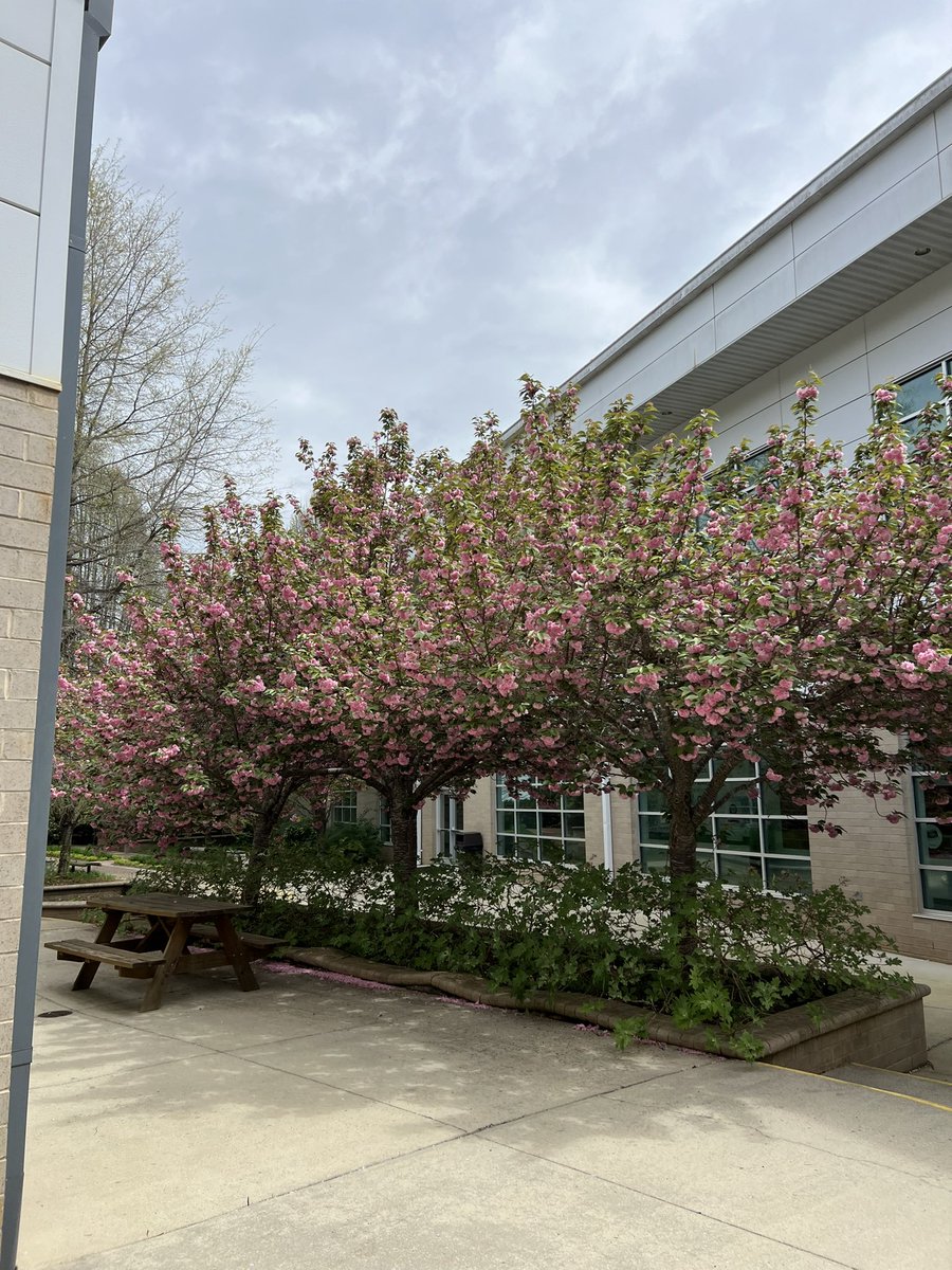 That beautiful time of year to look out at one of my favorite views of trees on campus. @CCMMSRedwolves Enjoy a moment to see spring in action. #Centennovators #OurDen
