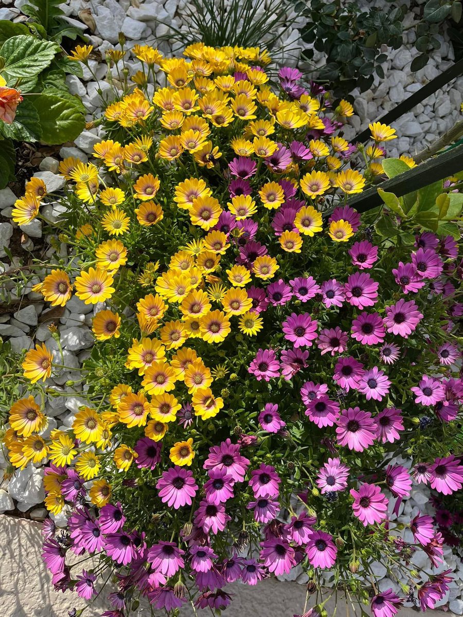 When anger is absence...Flowers is presence.. In the garden of heart...love is the most beautiful flowers 🌺 🌸🌼🍃 #Flowers-backyard #HappyThursday