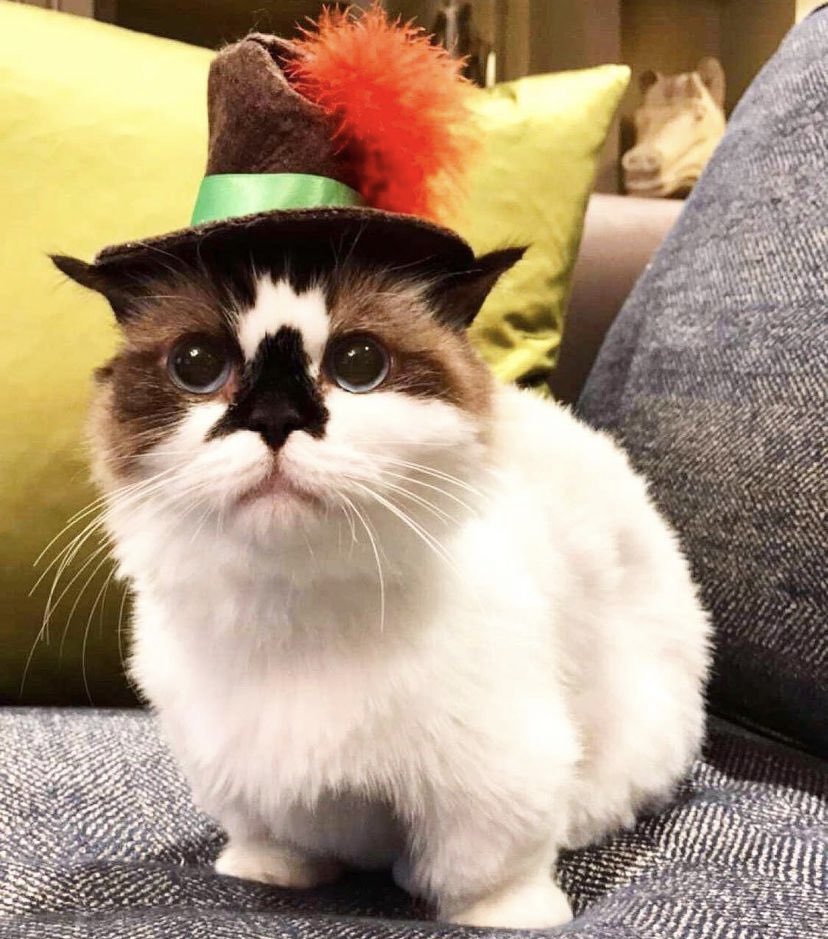 Albert Baby Cat $ALBERT tweet media