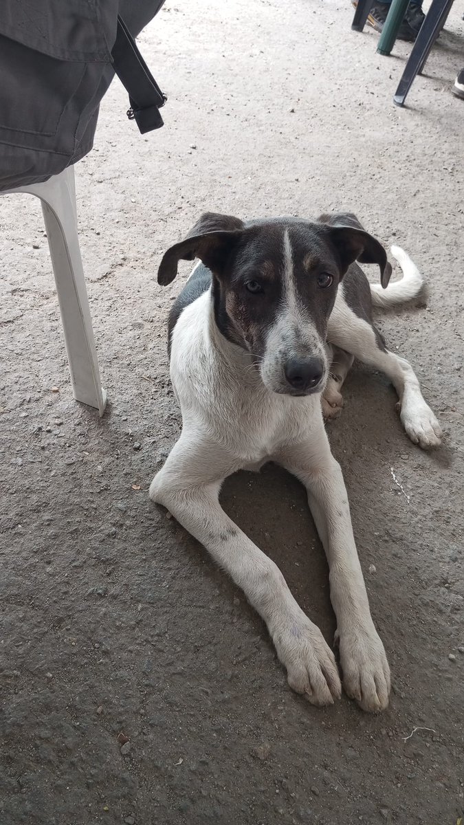 PerroUsuario's tweet photo. Esta perrita busca hogar, es mestiza de pitbull, se encuentra en Plaza Venezuela. La botaron de su casa, es cachorra, tiene 7 meses aproximadamente, es muy juguetona y dulce.
Si estás interesado/a, escribe al 04242689436. Caso de terceros https://t.co/raOUYZmaFR