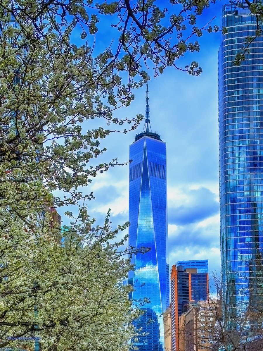 World Trade Center surrounded by beautiful spring blossoms today in #NYC. #NewYork #NewYorkCity