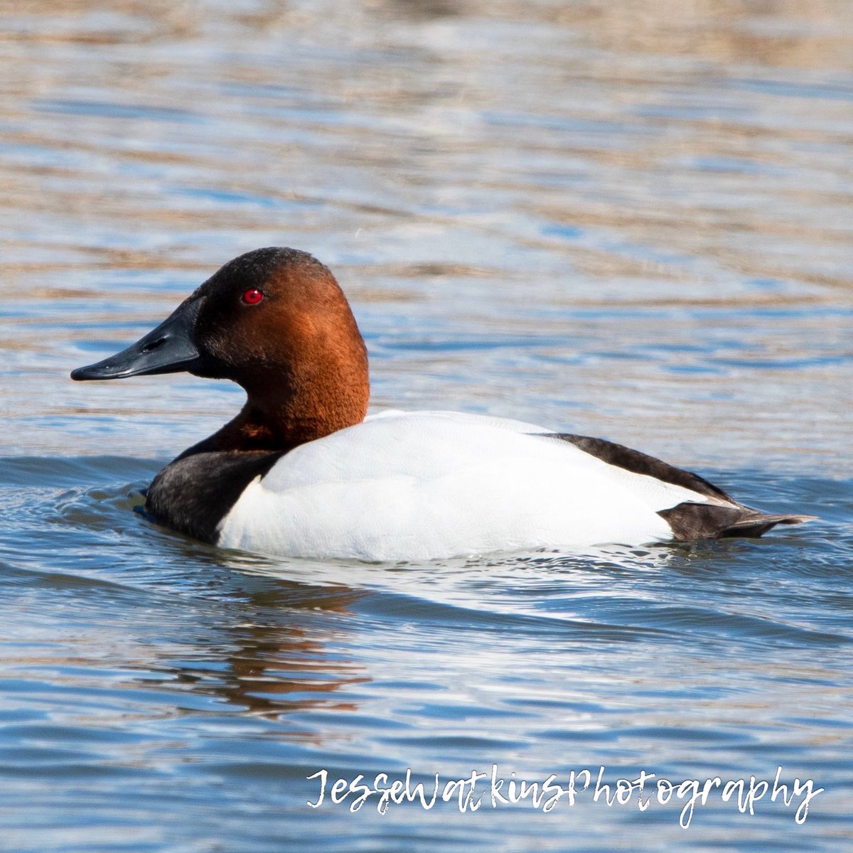 Some divers from Nevada!!! Happy Thursday!!! 

Nikon D500
Sigma 150-600mm
Jesse Watkins Photography 

#godscreation #canvasback #ringneck #scaup #redhead #diverducks #divingducks #ducksunlimited #duckphotography #waterfowl #birdphotography #nikonusa #nikond500 #wildfowl