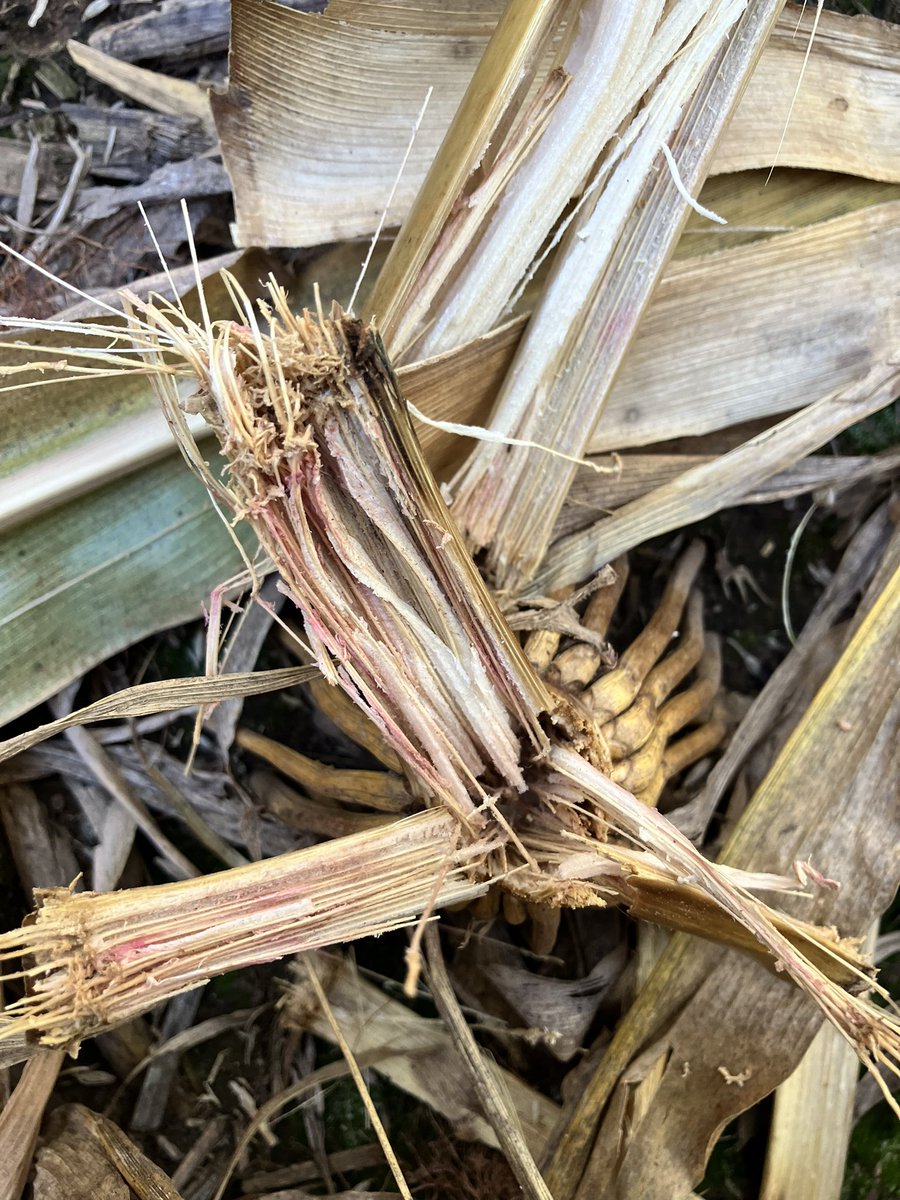 GonzaloBlan's tweet photo. La muerte prematura (MP) o podredumbre basal de los tallos de maíz es ocasionado por
un comlejo de patógenos fúngicos, ocasiona importantes pèrdidas de rendimiento particularmente cuando existe una alta
fijación de granos ha-1 y condiciones de estrés durante el llendo de granos https://t.co/RO8T0filIH