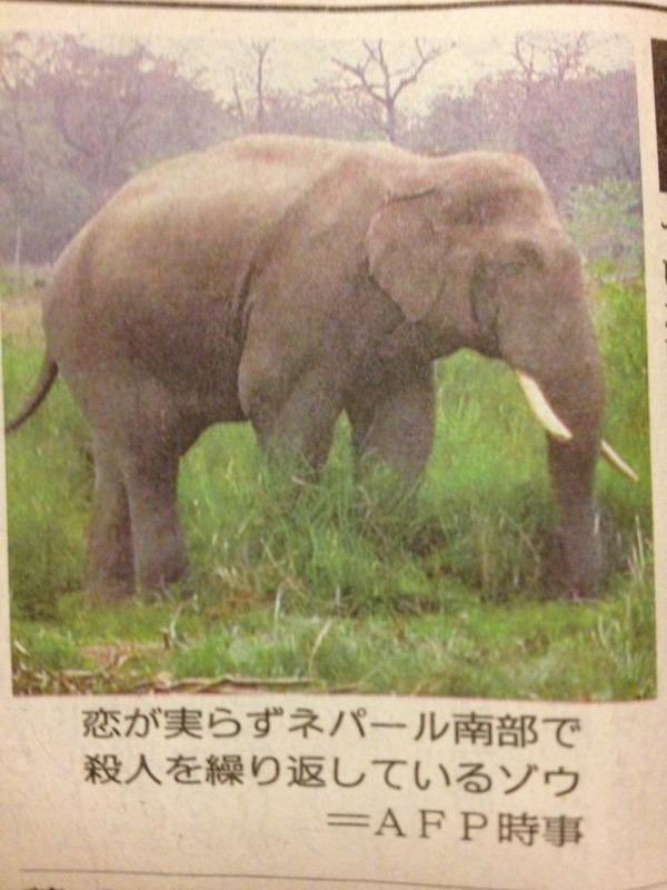 逆に、殺人が成功せずネパール南部で恋を繰り返しているゾウ