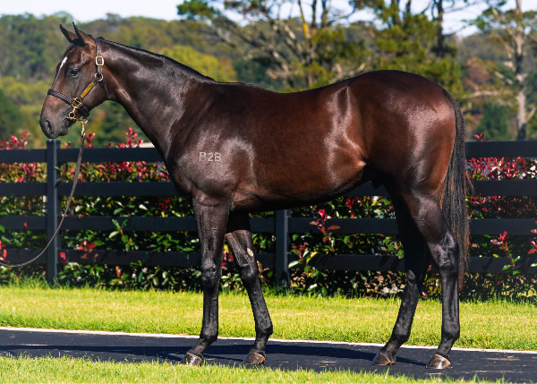 B2B are the one stop shop for Snitzel fans, a fabulous filly and cracking colt! breednet.com.au/news/29104/sni… @inglis_sales @B2BThoroughbred @MareeMcEwan