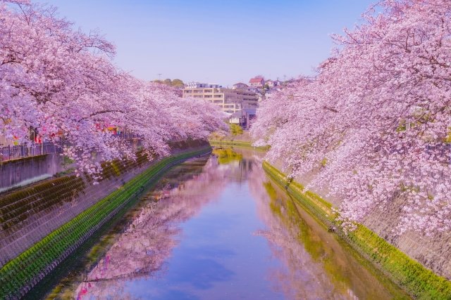 今週末は花見日和になりそうですね🌸
昨年の4月に千葉県で川沿いの公園でお花見をしていた3歳の子供が行方不明になり、翌朝心肺停止の状態で見つかる事故が起きました。
また、運転中に桜に見とれて事故を起こしてしまうこともあります🚗
悲しい事故が起きないように注意して、桜を楽しみましょう✨