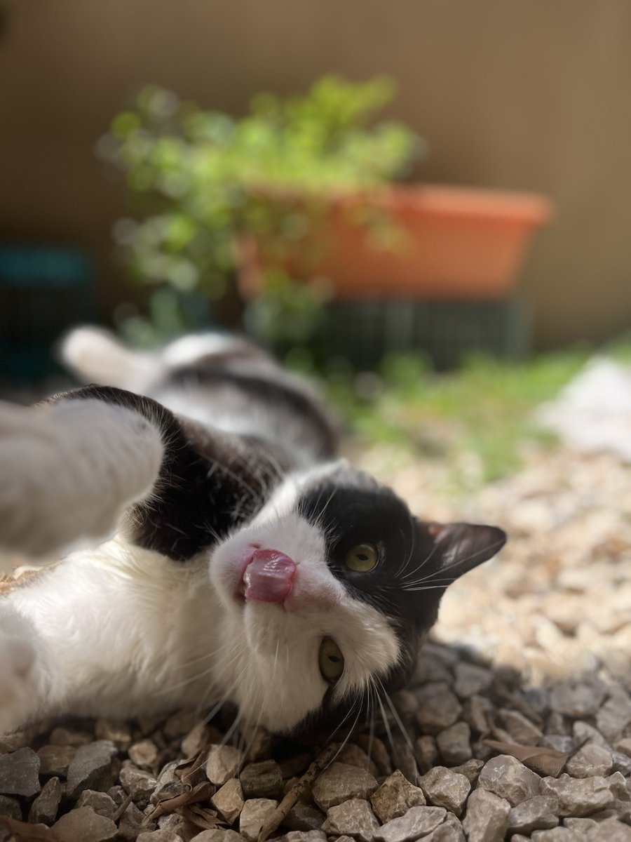 Buscamos casa cuna para este bombón. 
Vaquero es un gatito chiquito y de patas cortas. 
Castrado y sin parásitos.
Buscamos un hogar para que pueda vivir fuera de una jaula un par de semanas mientras ✨resolvemos✨
Se da con TODO lo que él necesite. Solo necesitamos un techo ♥️