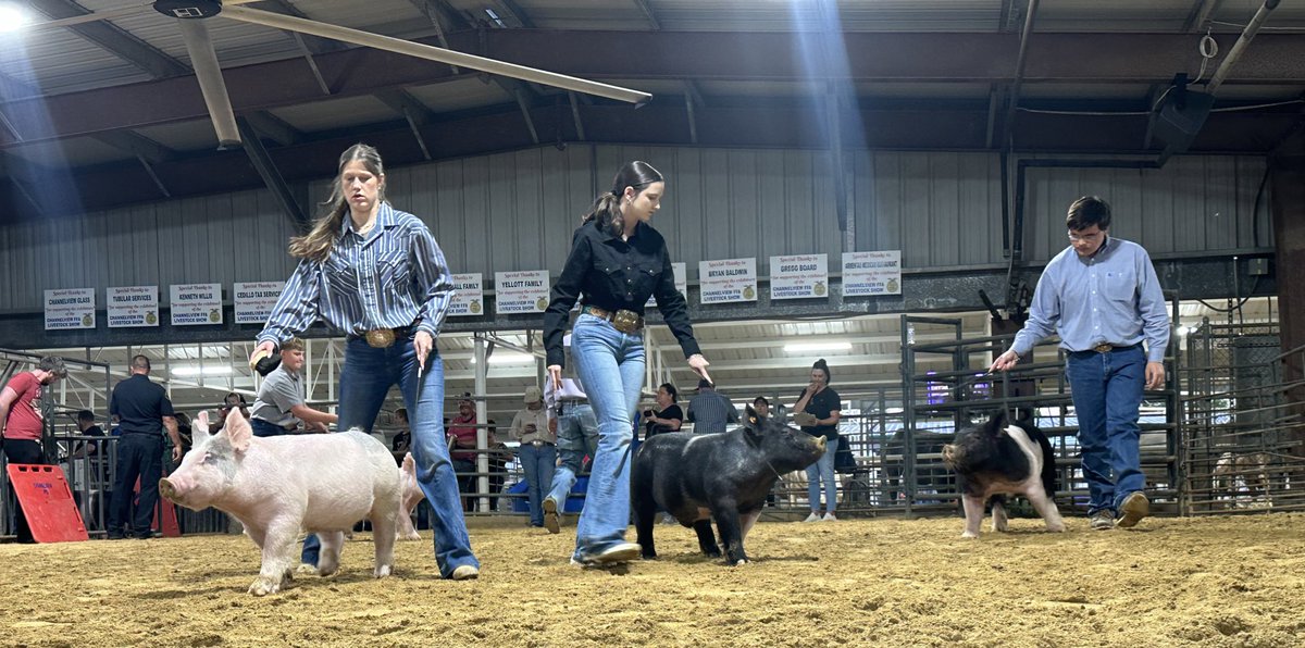 ChannelviewISD's tweet image. Happening now: 🐷 Swine Show at the 61st annual Channelview FFA livestock show &amp;amp; auction! 

🎉 Don't miss out on the excitement! #ChannelviewFFA #SwineShow #LivestockShow