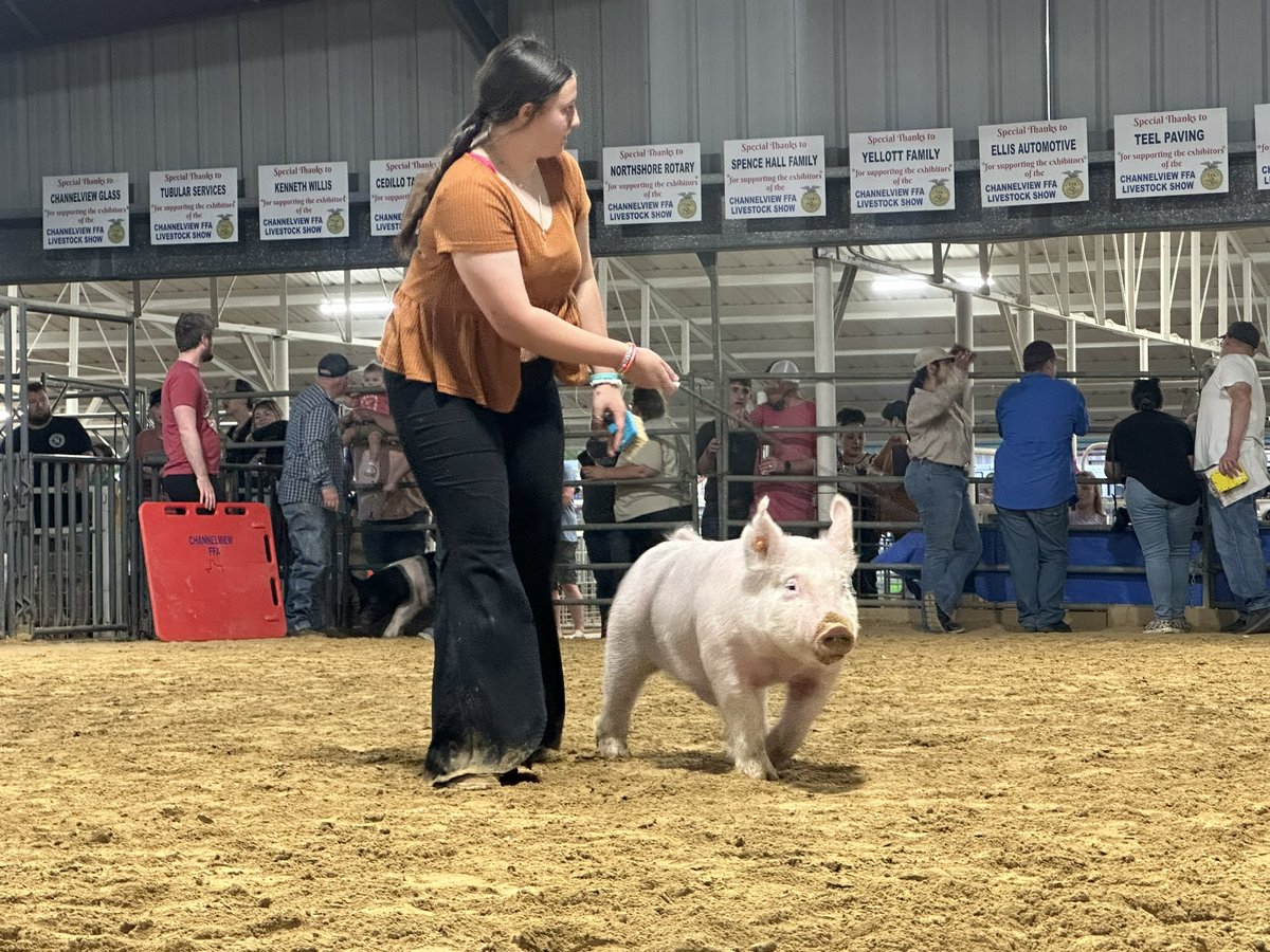 ChannelviewISD's tweet image. Happening now: 🐷 Swine Show at the 61st annual Channelview FFA livestock show &amp;amp; auction! 

🎉 Don't miss out on the excitement! #ChannelviewFFA #SwineShow #LivestockShow