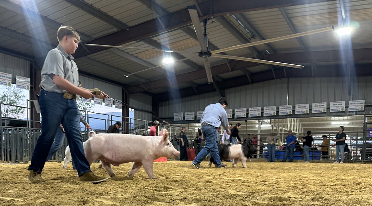 ChannelviewISD's tweet image. Happening now: 🐷 Swine Show at the 61st annual Channelview FFA livestock show &amp;amp; auction! 

🎉 Don't miss out on the excitement! #ChannelviewFFA #SwineShow #LivestockShow