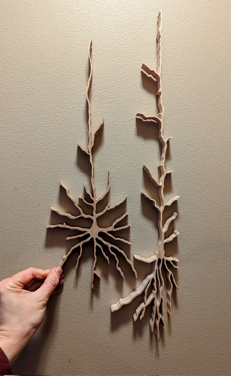 2 Van Economo #neurons. This was a commission for a present to newly weds. One oak, one maple. #neuroscience