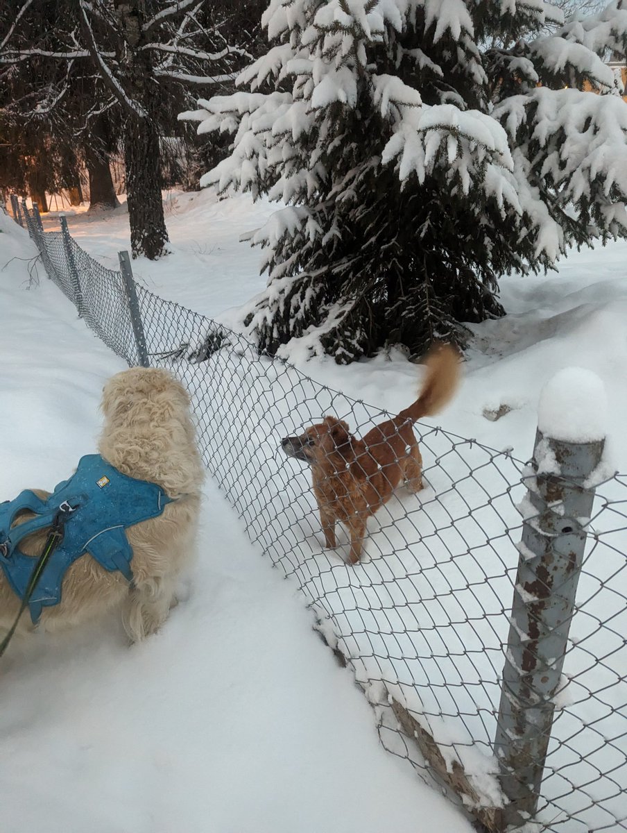 Doramusicana's tweet image. A new welcome mat for dogs with wet paws ⛄🐾🦮 #snow #rain #welcomemat #dogmom #pawsome #april #longingforspring #goldenphotos
