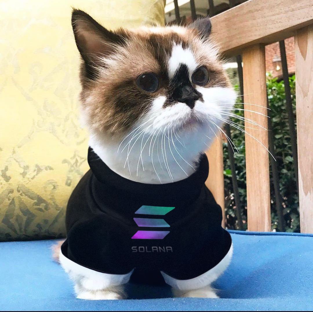 Albert Baby Cat $ALBERT tweet media