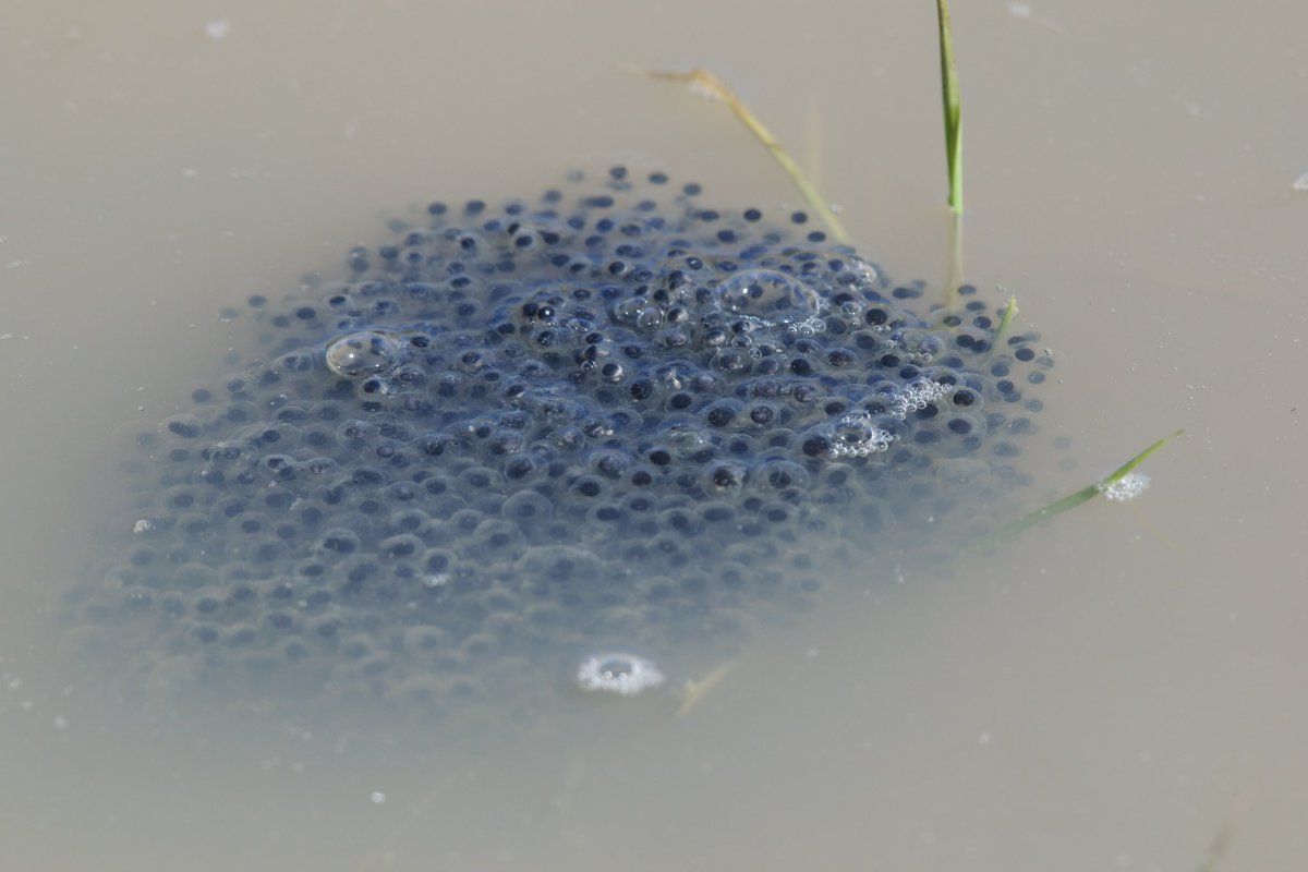 Excited to see this wood frog egg mass!