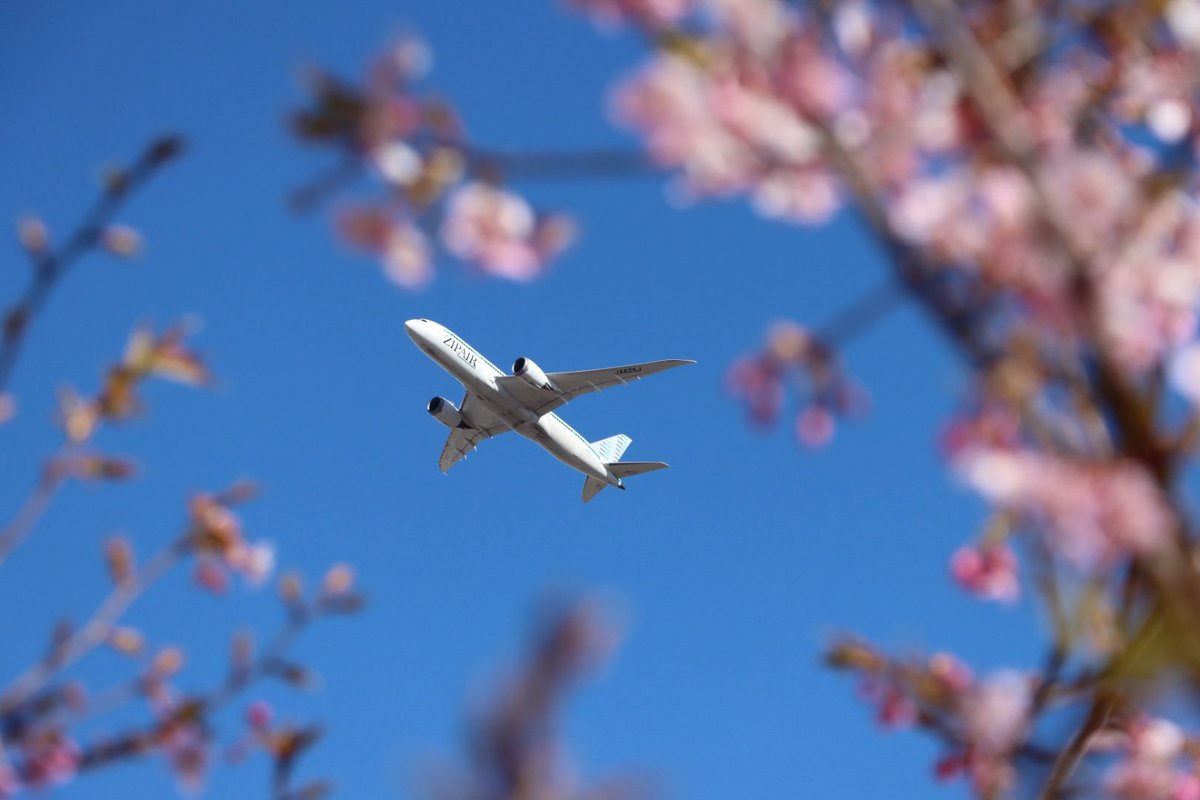 おはようございます☀️ #ZIPAIR です✈️ 今月から新年度が始まり 気持ちも引き締まりますね🌸 今朝は、#春 らしい花のフレームの中を 飛行する #JA825J をお届け📷 〔Photo by @sznxRvKZU0CtN5H〕 ZIPAIRの写真を撮ったら 「#ZIPAIRみっけ」で投稿してください💚 公式Xでご紹介します🙌 #飛行機写真