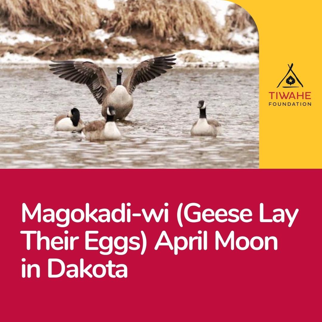 April Ojibwe & Dakota Moons: #IskigamizigeGiizis (Boiling Sap Moon) & #MagokadiWi (Geese Lay Their Eggs). Let’s celebrate spring’s arrival! It marks the #Anishinaabe and #Dakota new year. 🌿💬 #TiwaheFoundation