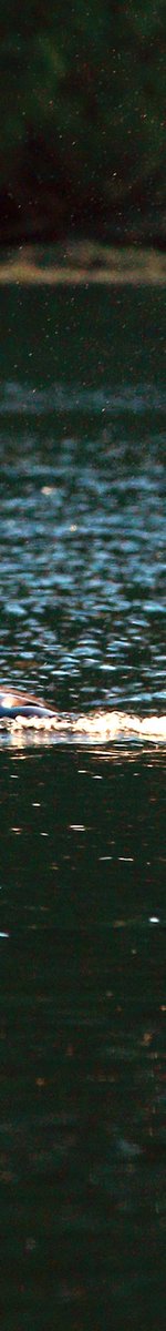 This story:
Dozens team up for complex rescue of trapped orca in B.C. lagoon      theglobeandmail.com/canada/article…