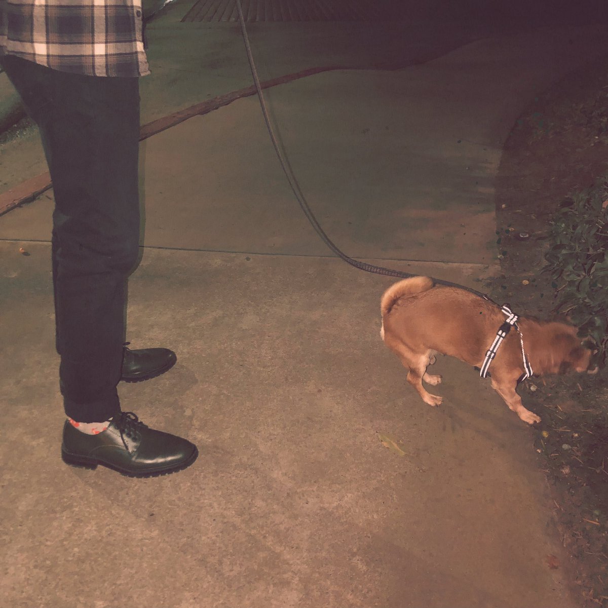 Just released a new song. Wrote this about my dog. I miss my little guy 🖤
🐕

 open.spotify.com/track/4Ne9S1Oj…