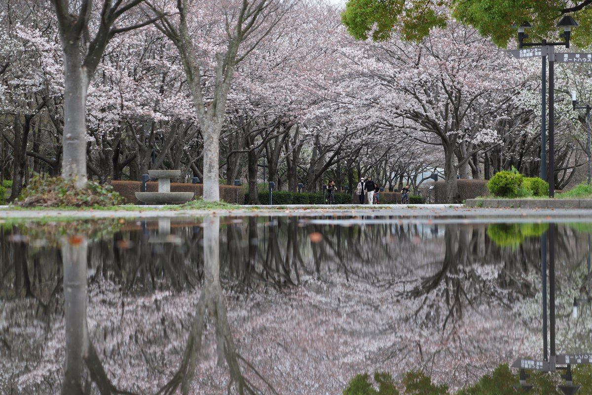 柏の葉公園にも桜の水鏡はできますよ