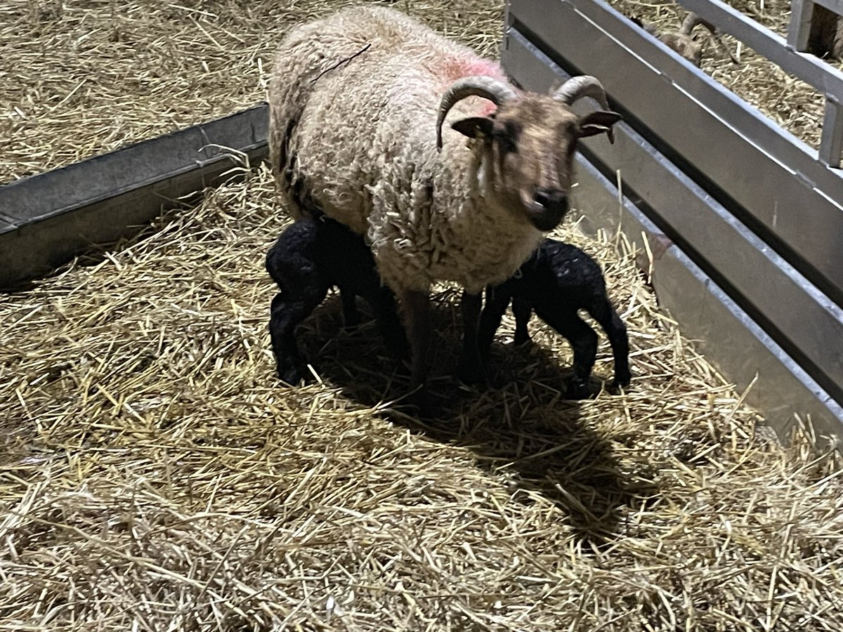 First photo the second lamb just born, the next photo is 10 minutes later and she has both twins under her feeding - isn’t nature wonderful! #manxloaghtan #rarebreed #nativebreed #lambing #farming #isleofman