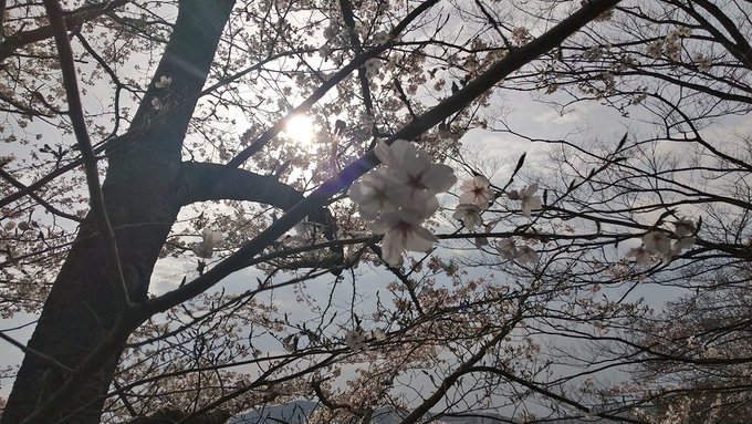 朝散歩

今朝は桜は五分咲きといったところです。 