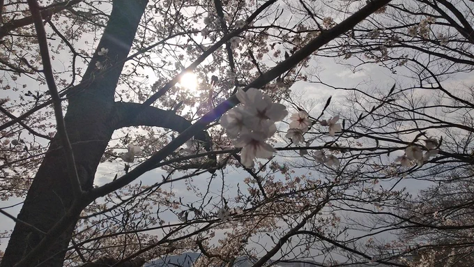 朝散歩今朝は桜は五分咲きといったところです。 