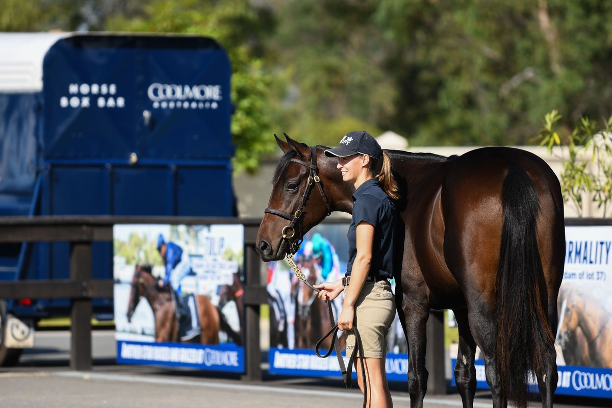 Coolmore Australia tweet media