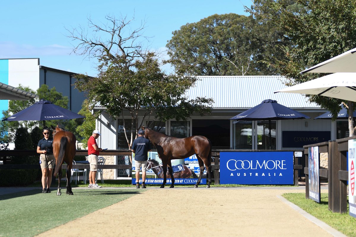 Coolmore Australia tweet media